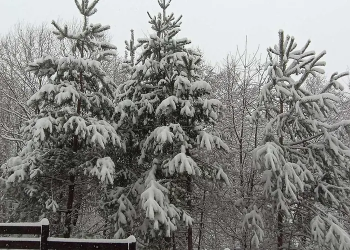 2 Detelina 반스코